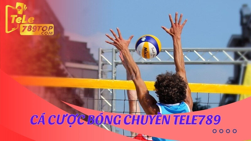 Cá cược bóng chuyền Tele789 hấp dẫn, dễ thắng lớn 5 Cá cược bóng chuyền Tele789